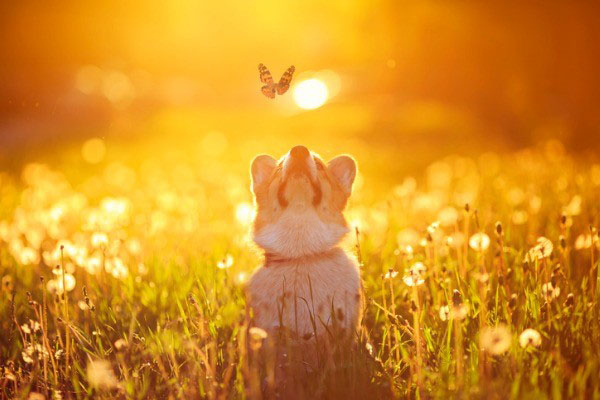 puppy-corgi-butterfly-spring