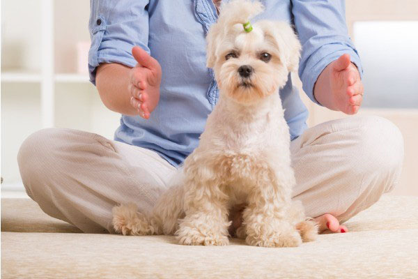 Reiki for Dogs - Advice, Guidance and Support.