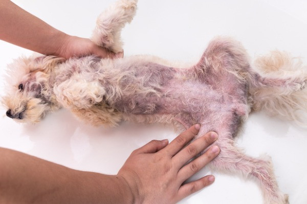 Infecciones fúngicas en perros