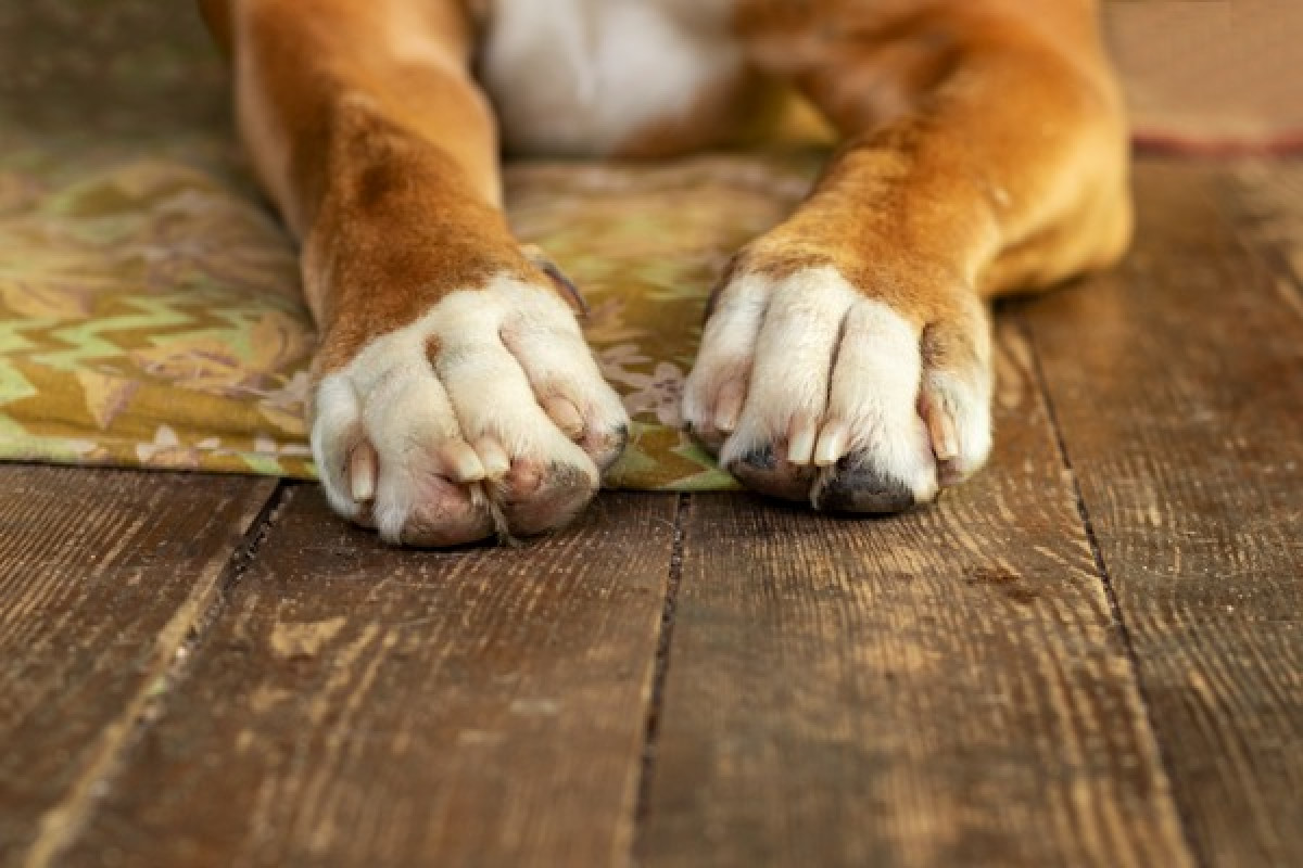 Broken Nails In Cats & Dogs - Advice, Guidance and Support.