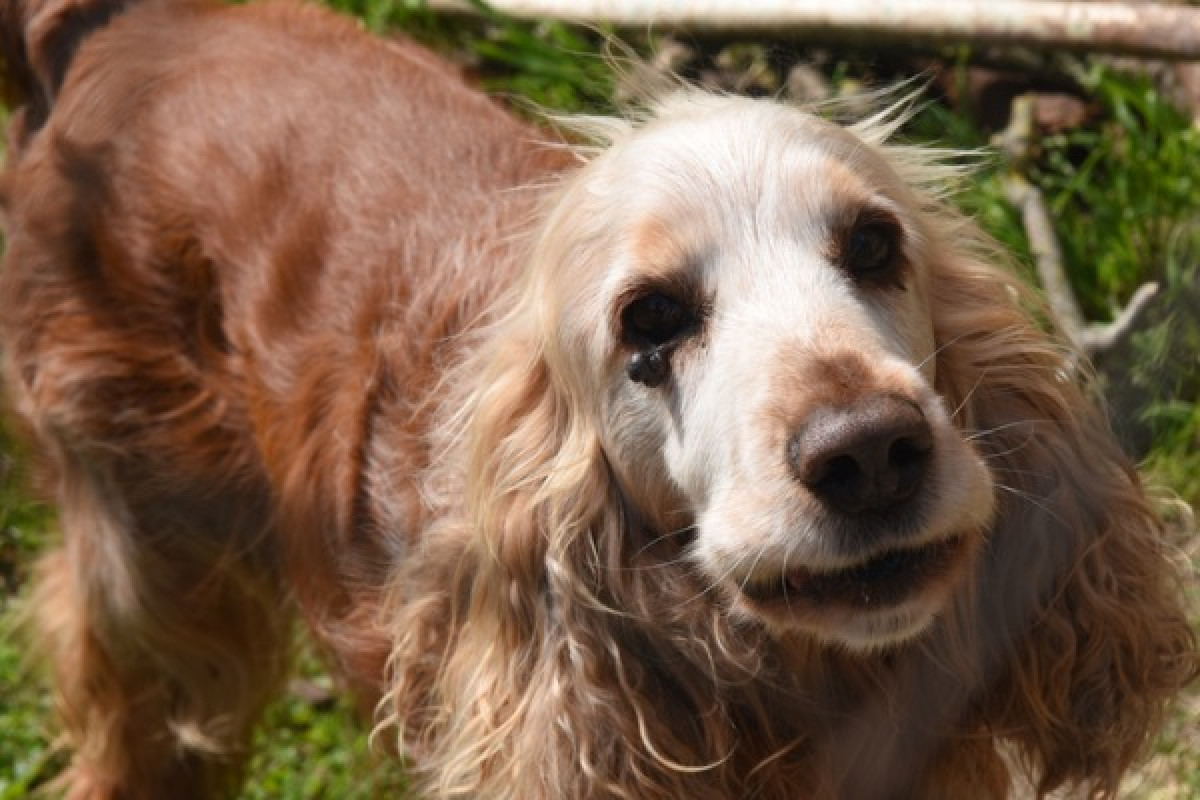 Verrugas en perros - BARF, holisticos animales | Gatos y perros viviendo  juntos