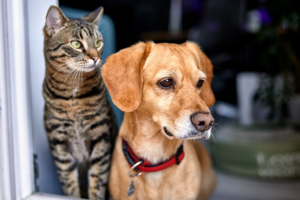 Hipertiroidismo en gatos y perros