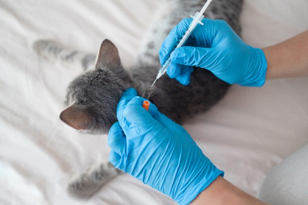  Vacunas causan enfermedades en las mascotas